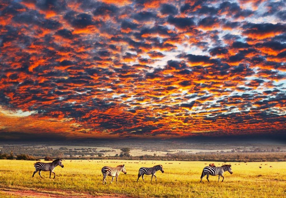 TARANGIRE, MANYARA & SERENGETI
